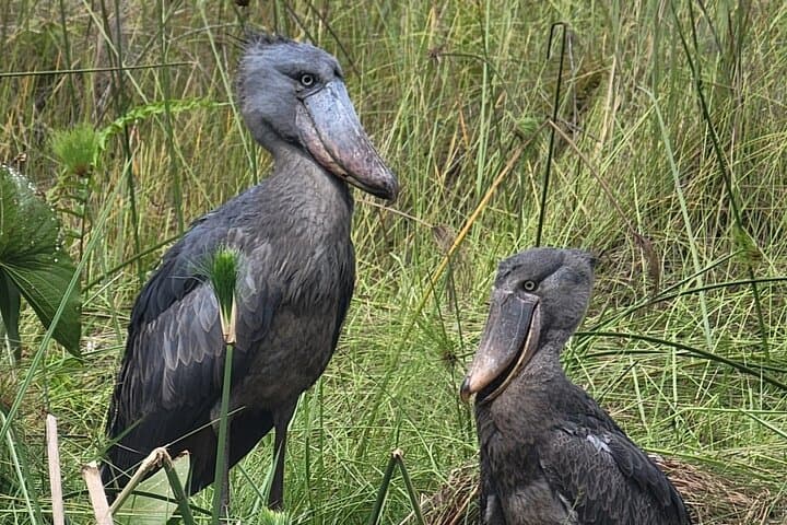 Daily Shoebill Tours