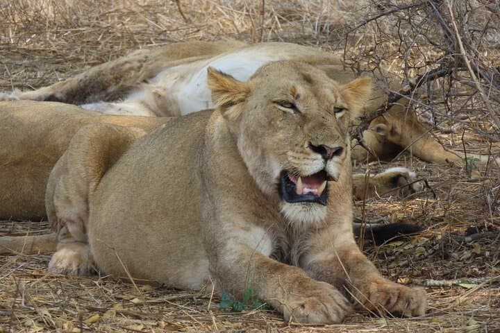 Full Day Kruger Safari Open Vehicle From Hazyview