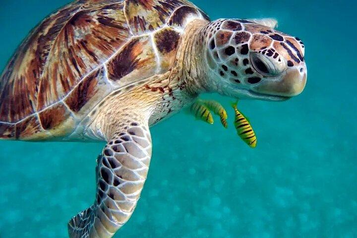 Khao Lak Highlights with Temple Turtles and Elephants Tours