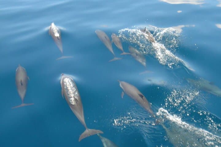 Maldives Dolphin Discovery Cruise by Speedboat