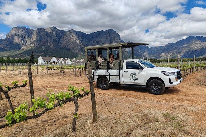 Stellenbosch Wine Safari Tour