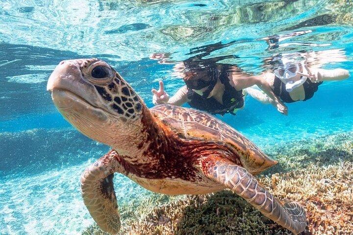 Okinawa Miyako Sea turtle Snorkeling Free Pick up and Drop off