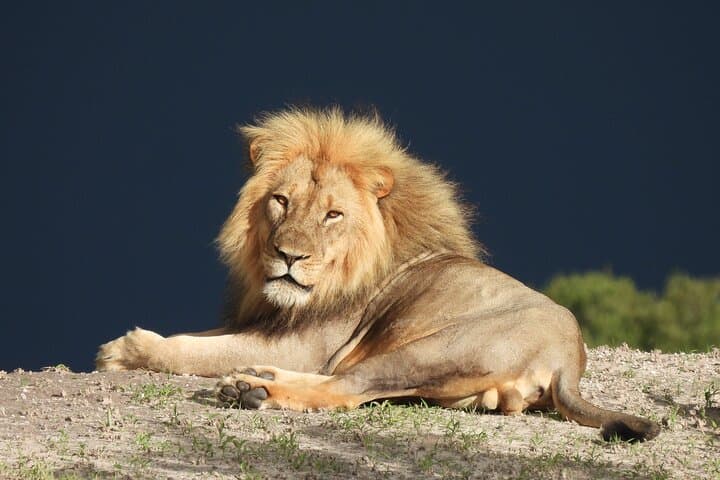 Full-Day Chobe National Park Game Drive from Kasane