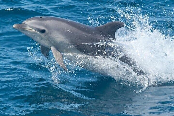 Dolphin Watching Tour