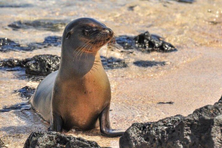 7 Days Tour Galapagos Island Hopping with 3 Islands