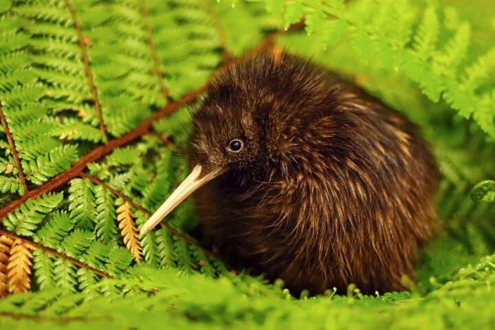**Popular Cruiseship Tour** - Total Kiwi Experience!