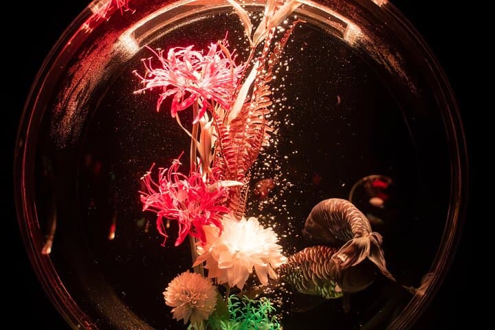 Art Aquarium Museum Ginza Admission Ticket