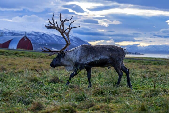 Tromsø: Big Bus Fjord Tour with free photos and wildlife