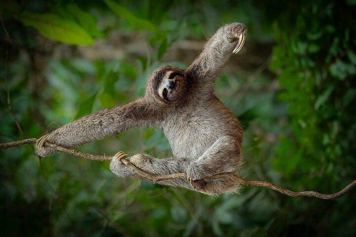 Sloth Watching + Waterfall & Organic Coffee and Chocolate Tour