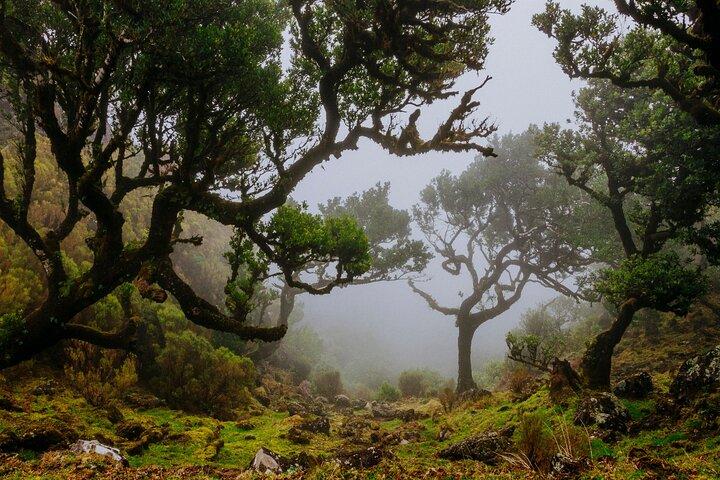 Levada do Rei PR18 Scenic Hike in Madeira with Transfer Service