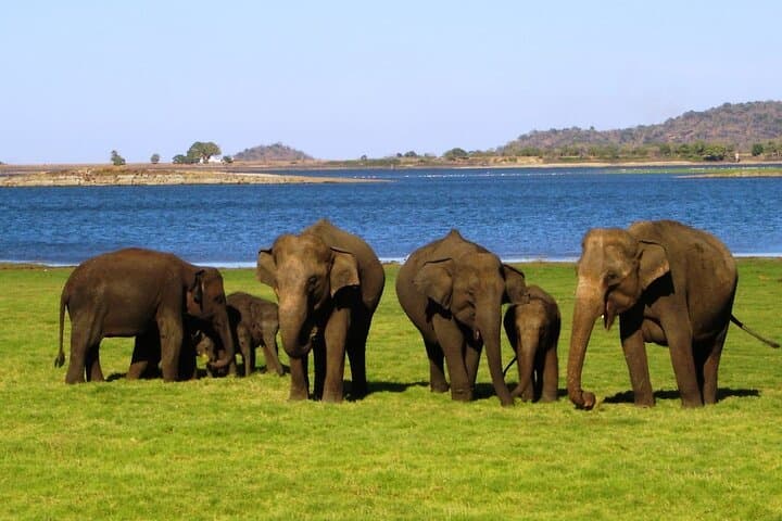 Yala National Park Safari Tours