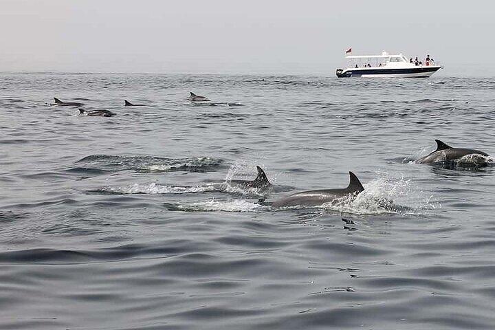 Muscat Dolphin Watching Boat Amazing Trip