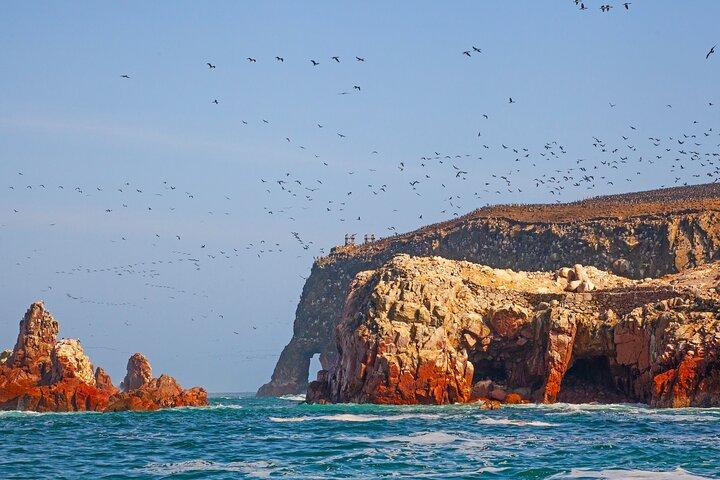 Ballestas Islands Wildlife: Private Shore Tour from Pisco Port