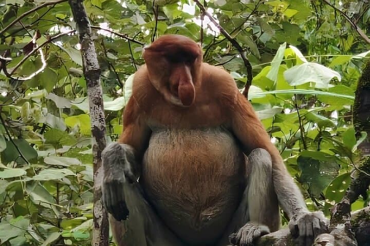 Bako National Park : Nature & Wildlife