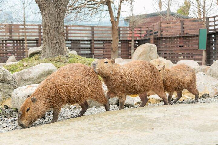 Yilan Animal Farm, Boba Tea Museum & Night Market Day Tour