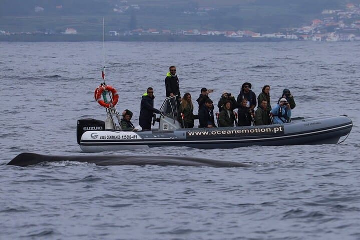 Terceira Island: Whale Watching + Swimming with Dolphins