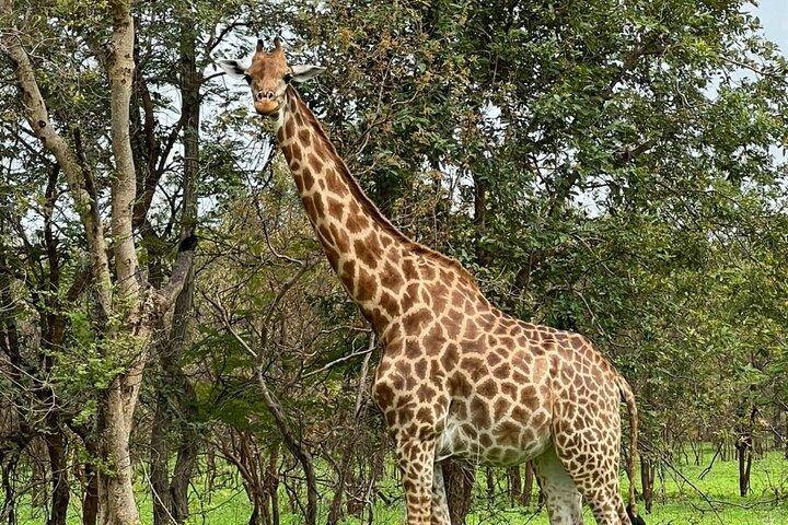 Safari adventure at Fathala Wildlife Reserve in Senegal