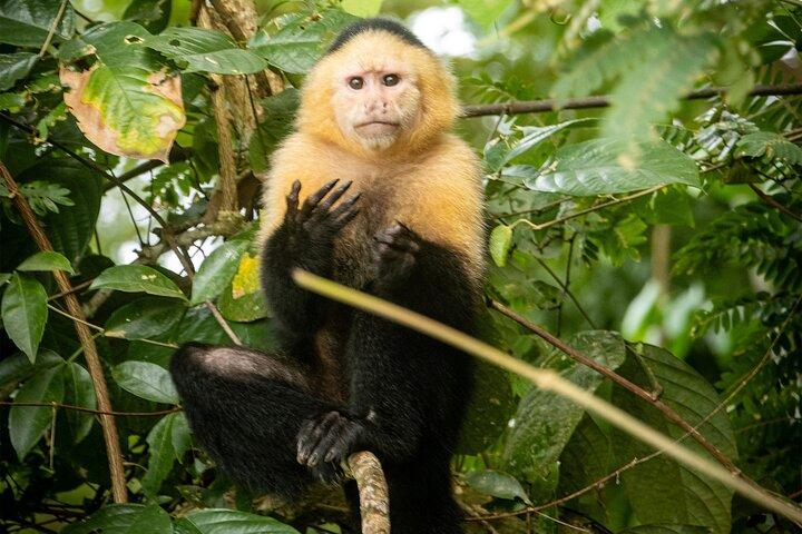 Gatun Lake: Monkeys & Exotic Wildlife by the Canal