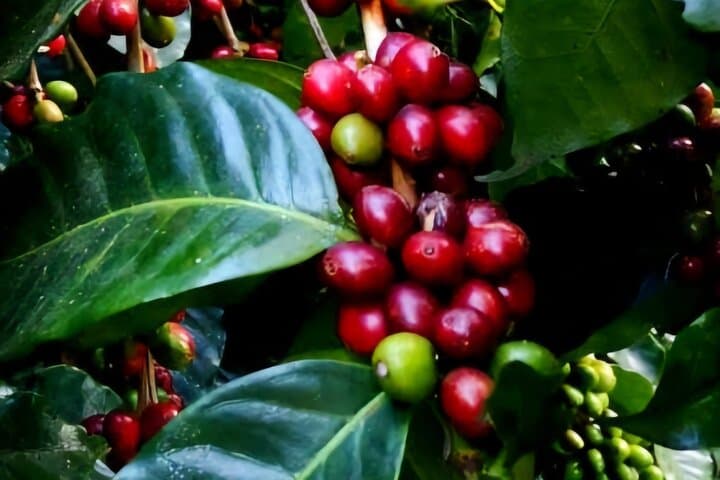 MINCA: Eco-Walk, Coffee Farm, Waterfall & Chocolate Experience!
