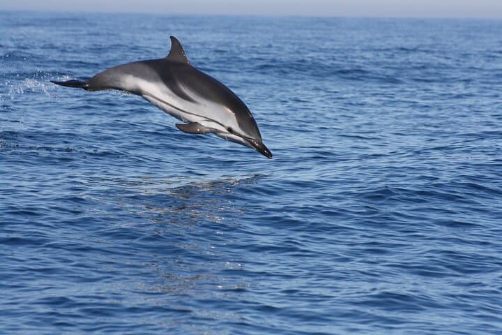 Sesimbra Observation of Dolphins with Local Marine Biologist