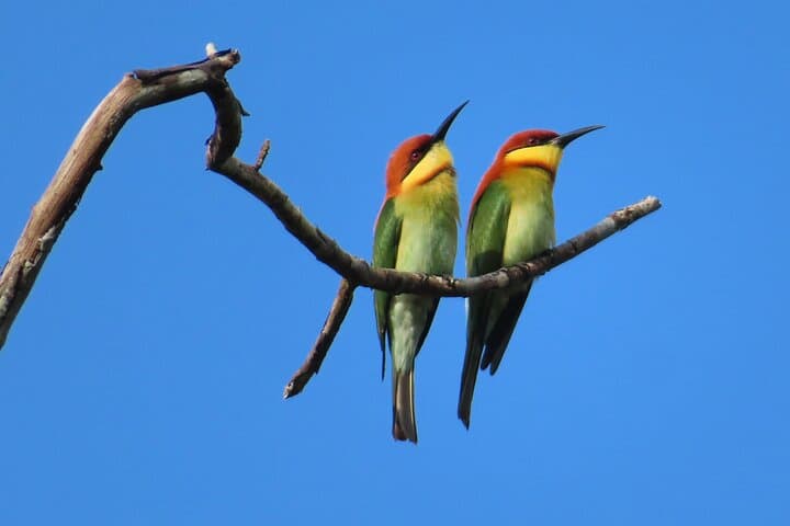 Bird watching in Colombo