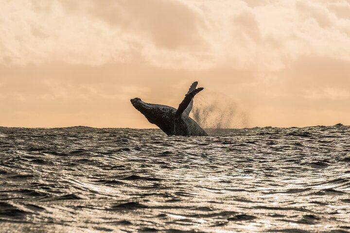 Half day whale watching | Without launch