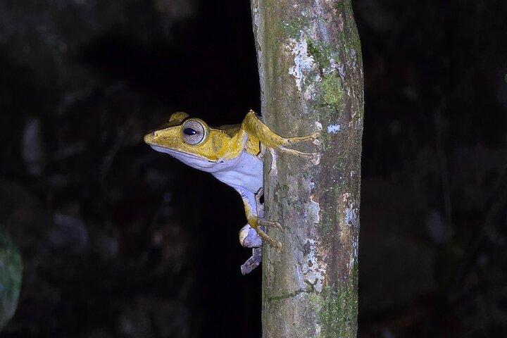 Kubah Night Walk : Frogging & Nocturnal Wildlife Experience