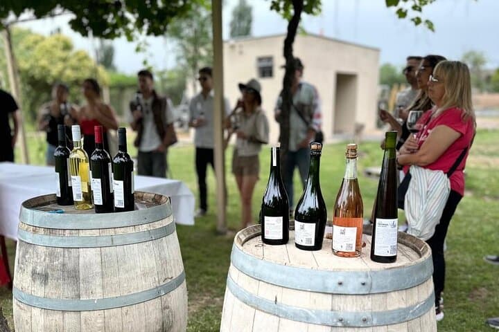Many Tastings in 3 Wineries and 1 Olive Tree