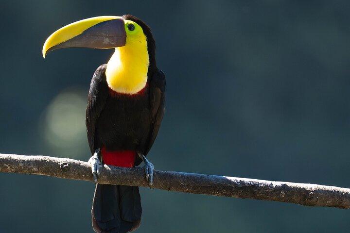 Mindo Birdwatching Experience