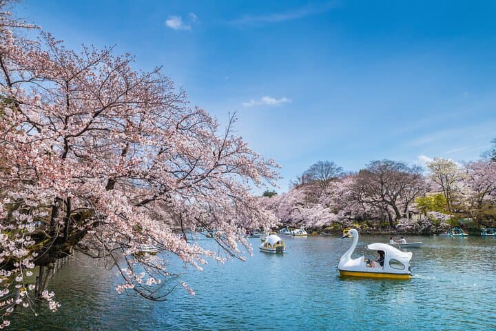 Spring in Kichijoji –Discover Cherry Blossoms at Inokashira Park