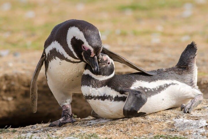 Magdalena Island Penguin Tour with Optional Marta Island Visit
