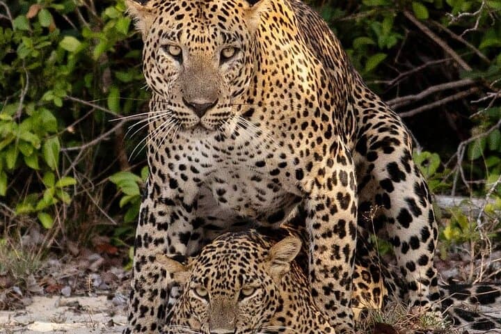 Special Leopards Safari Yala National park - 04.30 am to 11.30 am