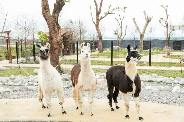 Yilan Day Animal Farm with Bubble Tea Museum and Night Market