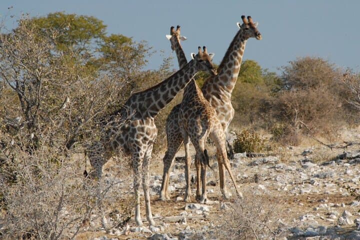 3 Days Etosha National Park Safaris