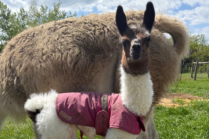 Experience Llamas | Bozeman Llama Farm Tours