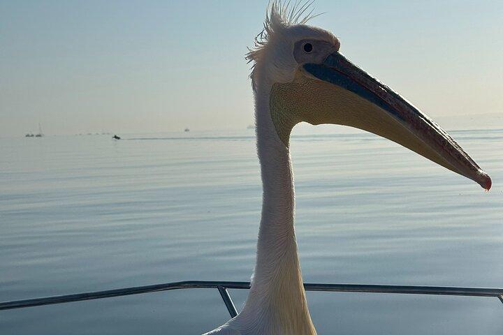 Dolphin Catamaran Cruise and Sandwich Harbour Tour