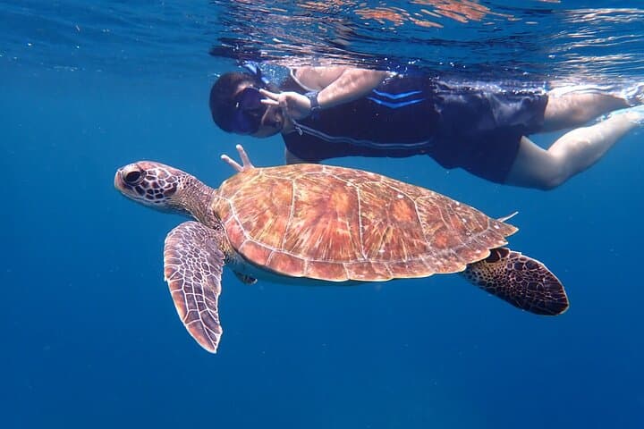 Sea Turtle & Ishigaki Blue Cave Snorkel (Beginner Friendly)