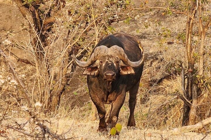 Kruger Full Day 4 by 4 Safari Guided Tour
