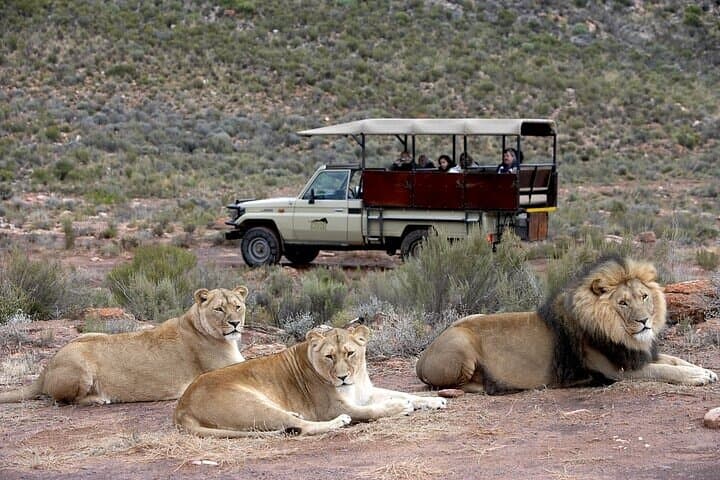 Aquila Safari Experience and Wine Full Day Private Tour Cape Town