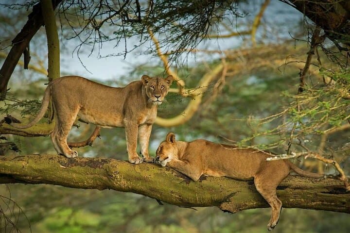 Half Day Tour To Lake Nakuru National Park From Nakuru
