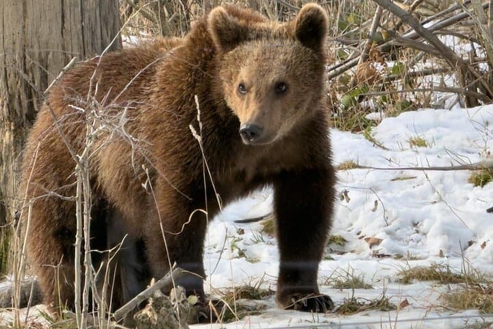 Private Tour from Bucharest: Bear Sanctuary, Dracula & Brasov
