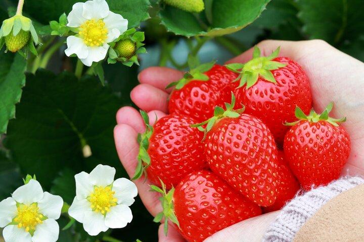 Kawagoe Strawberry Picking and Sweets Walking Tour from Tokyo