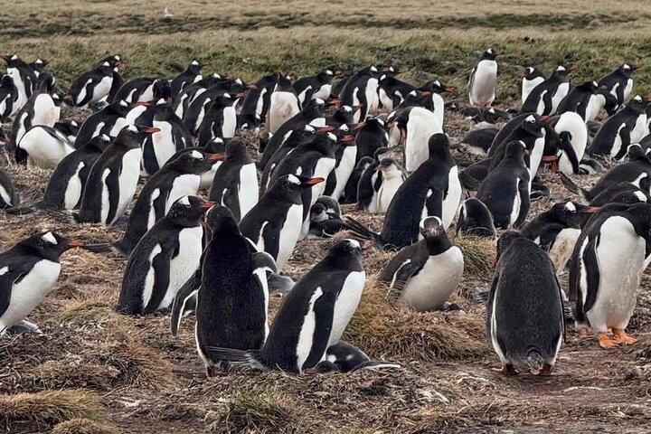 Falkland Islands Berthas Beach Wildlife Adventure Tour
