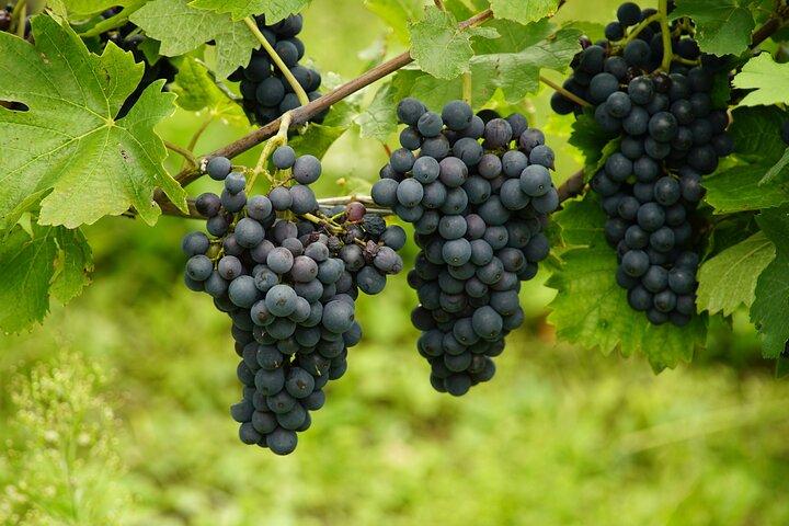 Wine Tasting Tour in Maribor's Region