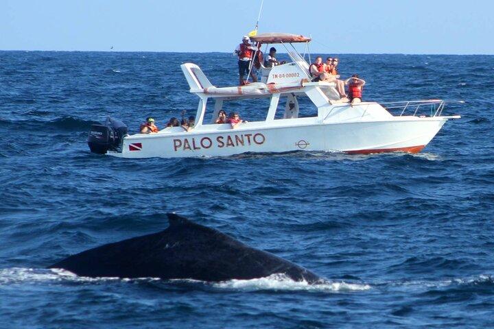 Whale Watching Tour in Samana Bay from Santo Domingo