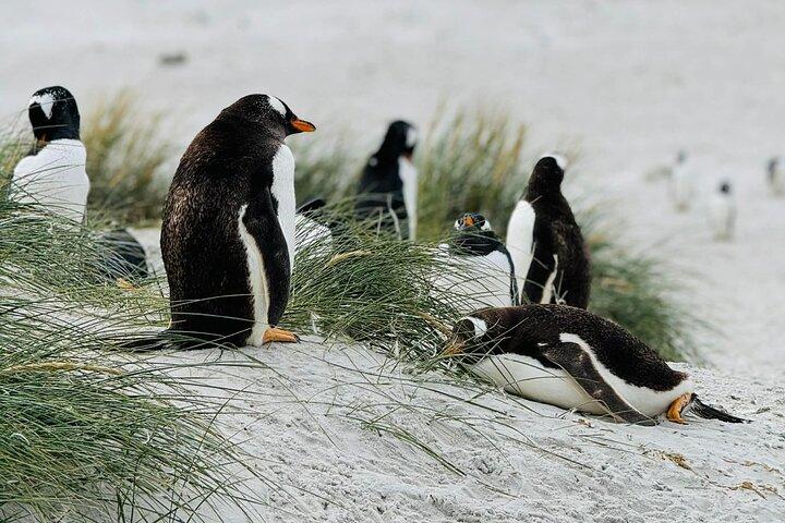 Falkland Islands Wildlife & Stanley Highlights Tour