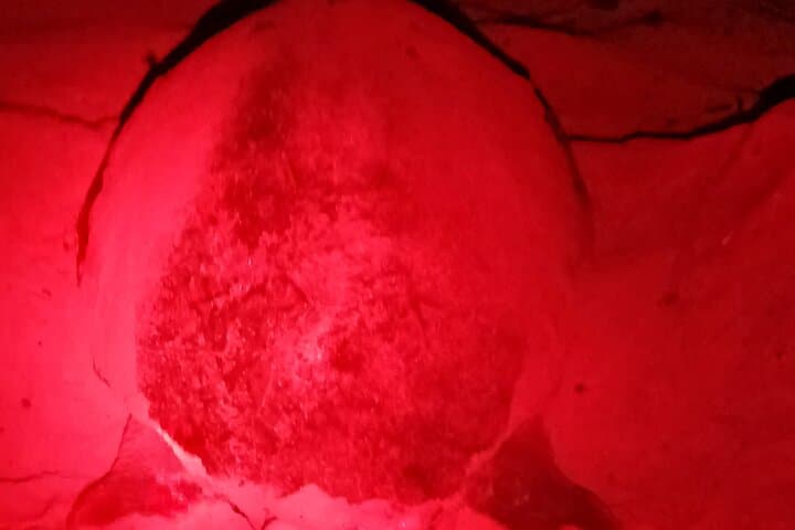 desova of sea turtles on the island of salt