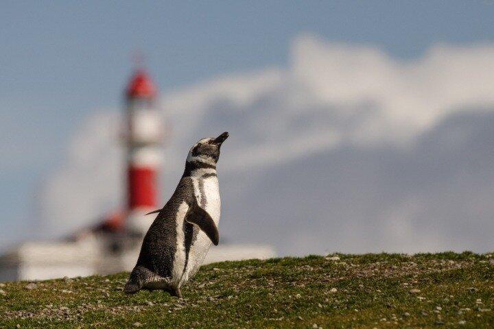 Magdalena Island Penguin Tour with Optional Marta Island Visit
