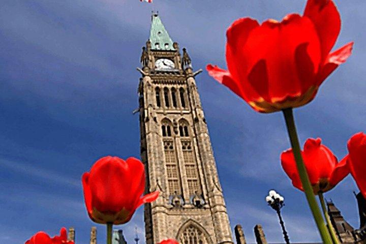 Ottawa Tulip Festival Scenic Tour 1 hour 30 minutes