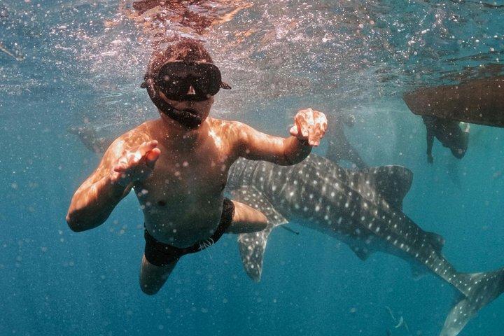 Donsol Ethical Whale Shark Snorkeling Tour